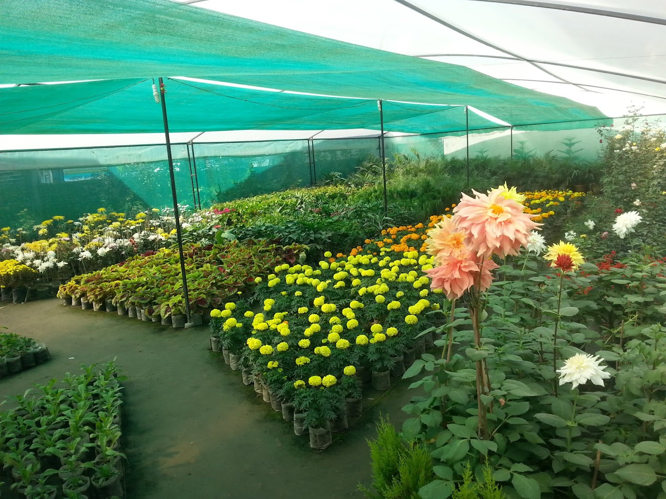 Seconal flowered