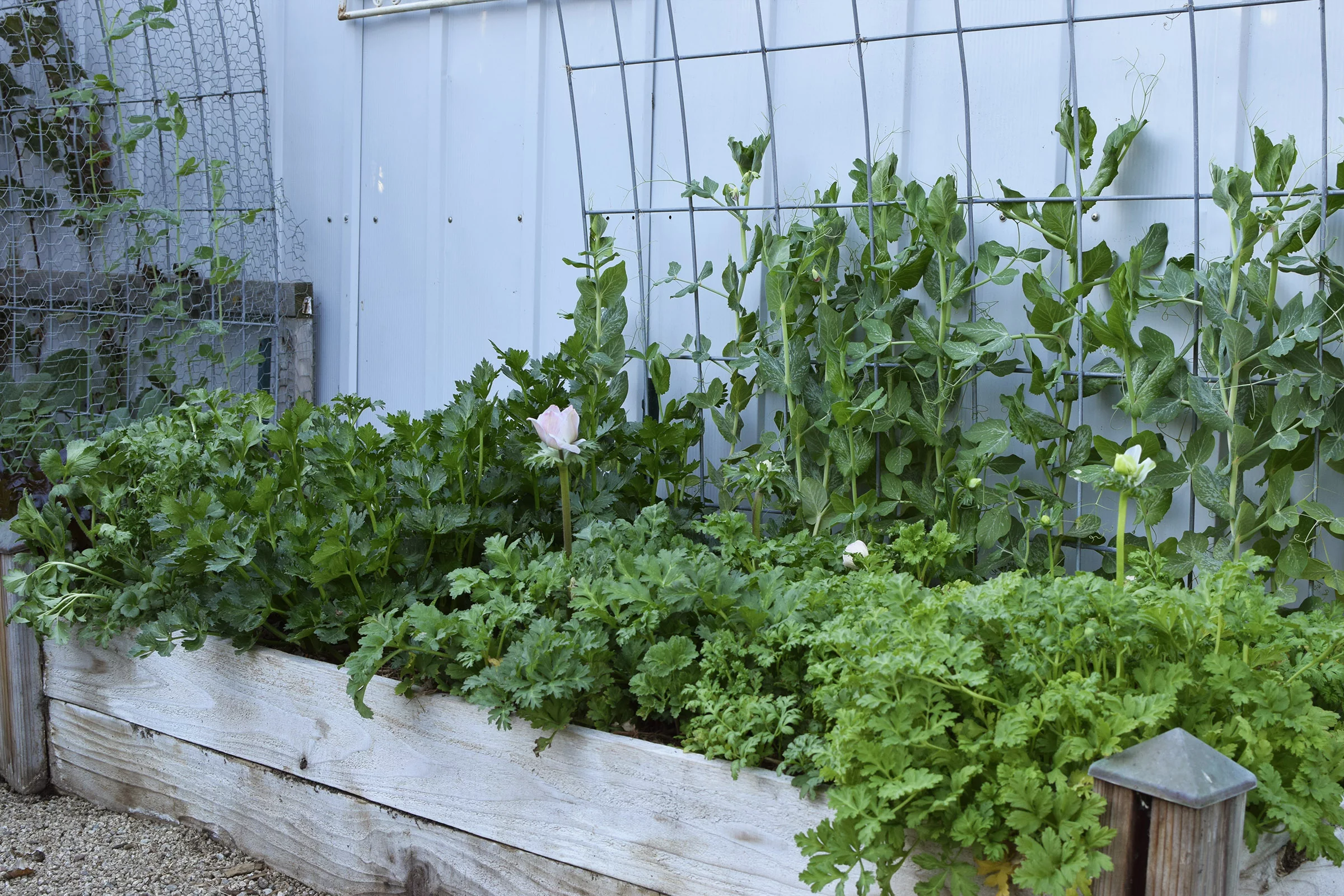 Garden Planning