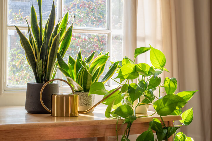 Indoor & Outdoor Plants