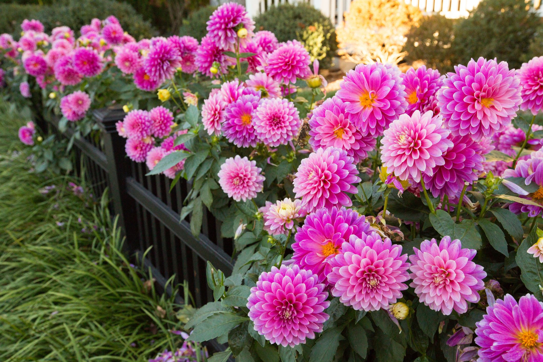 Perennial plants & Flowers