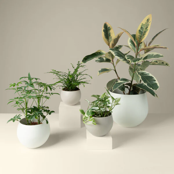 Indoor Plant with Metal Vase